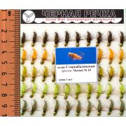 Нимфа «Староабазинская», кр.N10, 50шт